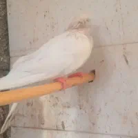 کفتر