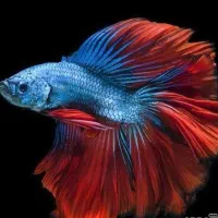 فایتر نر دونه ای 50ت فایتر ماده دونه ای 20|ماهی|مشهد, بهاران|دیوار