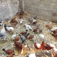 مرغ و خروس گلپایگانی|حیوانات مزرعه|آبعلی, |دیوار