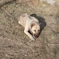 سگ سرابی توله