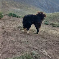 ۴تا سگ گله ای۳تا نر ۱ لاس  قیمت ۴۵ تومن|سگ|چادگان, |دیوار