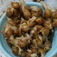 حلزون پرورشی