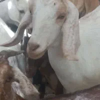 بز ماده  ابست