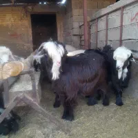 کهره بره نر|حیوانات مزرعه|سرچهان, |دیوار