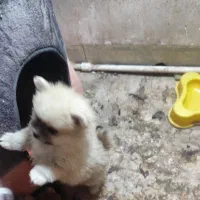 توله پامر معامله با کبوتر