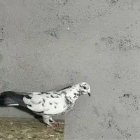 زاغ و سار دس پر سیاه آلمانی|پرنده|مشهد, امیریه|دیوار