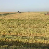 برنج عنبر بوی امسال تازه درجه یک