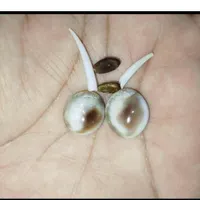س ن گ اصلی