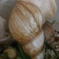 حلزون مولد و کلاژن ساز