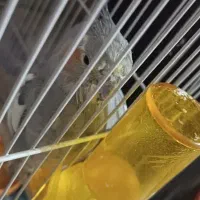 عروس هلندی پیدا شده