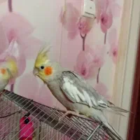 دو عدد عروس هلندی