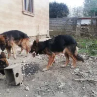 سگ ماده ژرمن شپرد|سگ|شفت, |دیوار