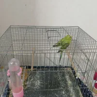 مرغ عشق|پرنده|ری, علایین|دیوار