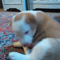 توله هاسکی واگذار میشود وپشمالو شیدزو فلت|سگ|اهواز, طالقانی|دیوار