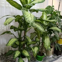 گل دیفن باخیا