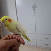 عروس هلندی نر و ماده لوتینو|پرنده|ساوه, |دیوار