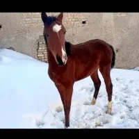 کره مادیان چهار قلم سفید