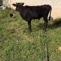 ورزا گوساله|حیوانات مزرعه|چالوس, |دیوار