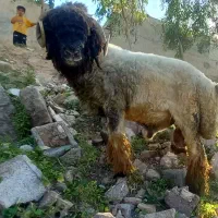 نرمیش