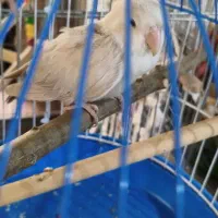 طوطی برزیلی