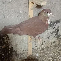 کبوتر|حیوانات|رفسنجان, |دیوار