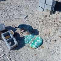 سگ خونگی|سگ|بردسیر, |دیوار