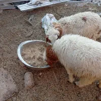 بره گوسفند نر