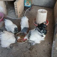 تخم نطفه دار برهما لایت