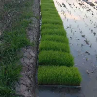 نشا برنج هاشمی