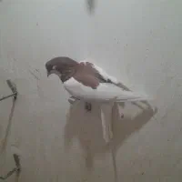 کبوتر فروشی|پرنده|شیراز, شهرک رضوان|دیوار