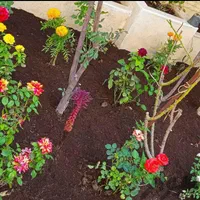 باغبانی سمپاشی تیلرزنی گلکاری هرس کاری کودهی|خدمات باغبانی و درختکاری|مشهد, احمدآباد|دیوار