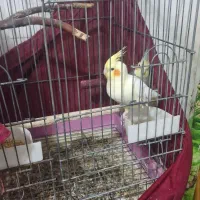 عروس هلندی فوق مولد