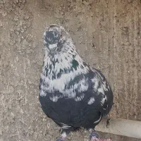کفتر تهرانی نسل شمرونی.دولاب