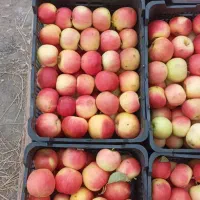 سیب استخوانی شیرین مشکین شهر