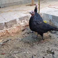 بوقلمون محلی|حیوانات مزرعه|همدان, |دیوار