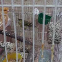 سره سبز و قناری هردو نر|پرنده|قرچک, پارس سرام|دیوار