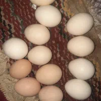 تخم مرغ محلی