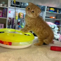 اسکاتیش فولد گلد