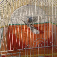 مرغ عشق|پرنده|کرمانشاه, |دیوار