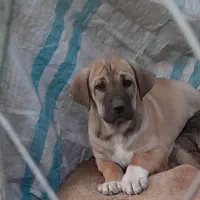 واگذاری ‌سگ سرابی