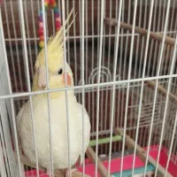 عروس هلندی لوتینو|پرنده|شهریار, شهرک وائین|دیوار