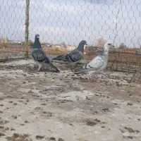 کبوتر|پرنده|سبزوار, ابارش|دیوار