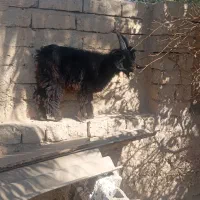 بز با کهره نر بزرگ|حیوانات مزرعه|سعدآباد, |دیوار