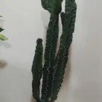 گل کاکتوس افوربیا