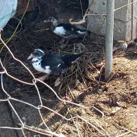 اردک اسرائیلی