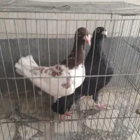 هومر کله اسبی و زرد عراقی نقدی معاوضه ندارم