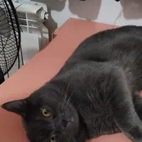 گربه اسکاتیش بریتیش|گربه|قائم‌شهر, |دیوار