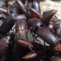 میلورم زنده و خشک، کوه میلورم