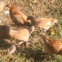 جوجه مرغ سرحال بشرط|حیوانات مزرعه|باخزر, |دیوار