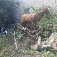 بز جوان وچاق همراه با بزغاله